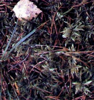 Green moss cover in coniferous forest   http://lenin-pam.narod.ru/les_petrov.zip 