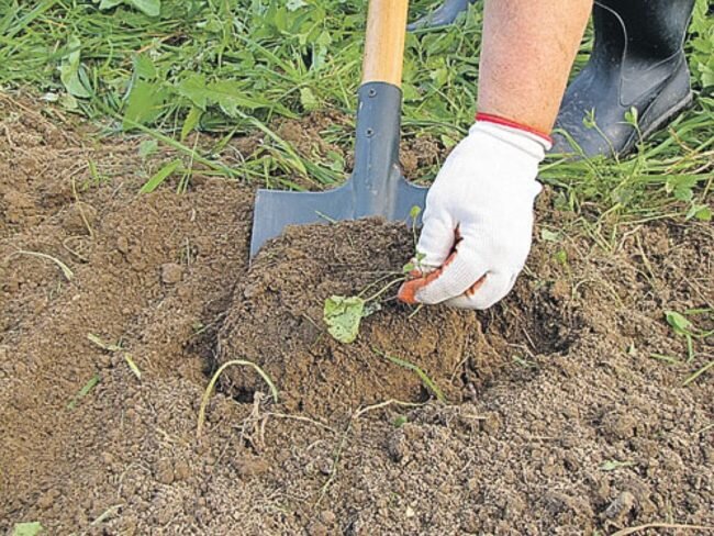 Источник: sazhaemvsadu.ru