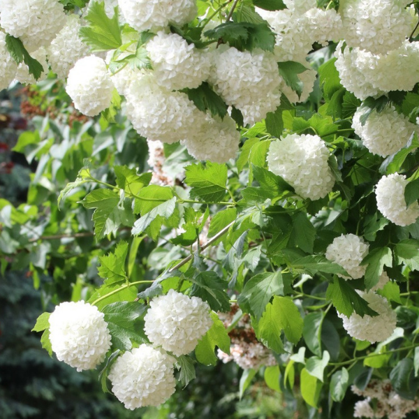 https://www.plantopedia.com/wp-content/uploads/2017/08/viburnum-opulus-gemeiner-schneeball-4328.jpg