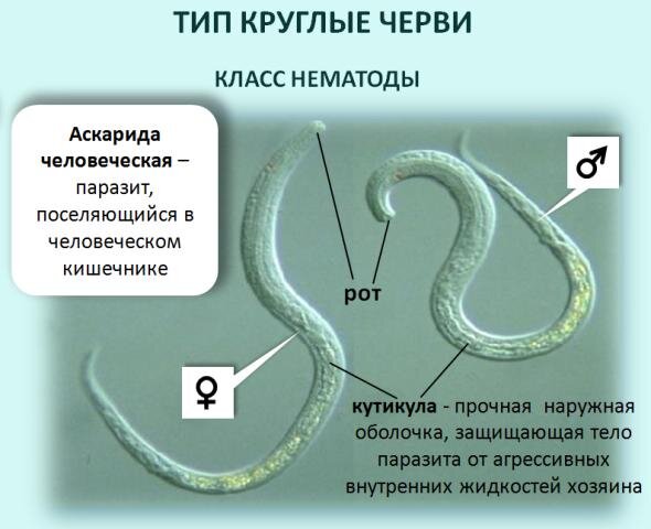 Образ жизни аскариды человеческой