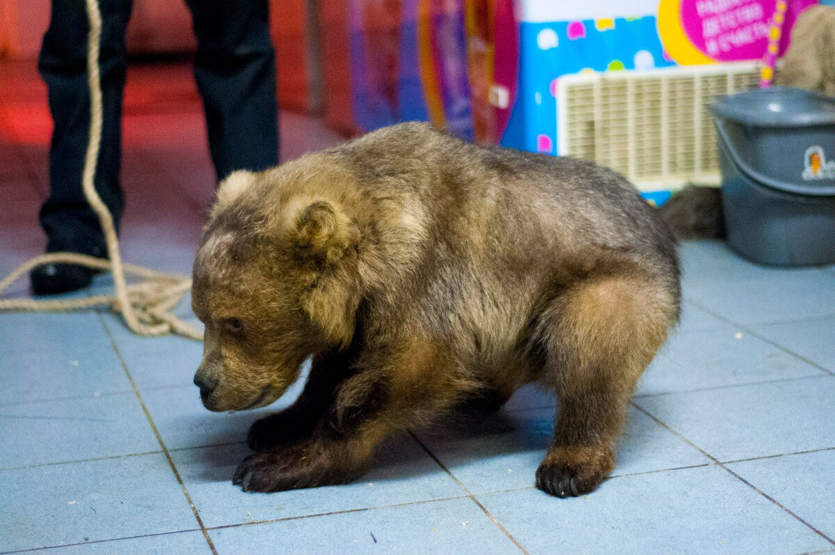 Центр велес