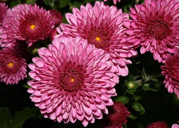 Крупные бутоны отлично смотрятся в букетах средней величины.