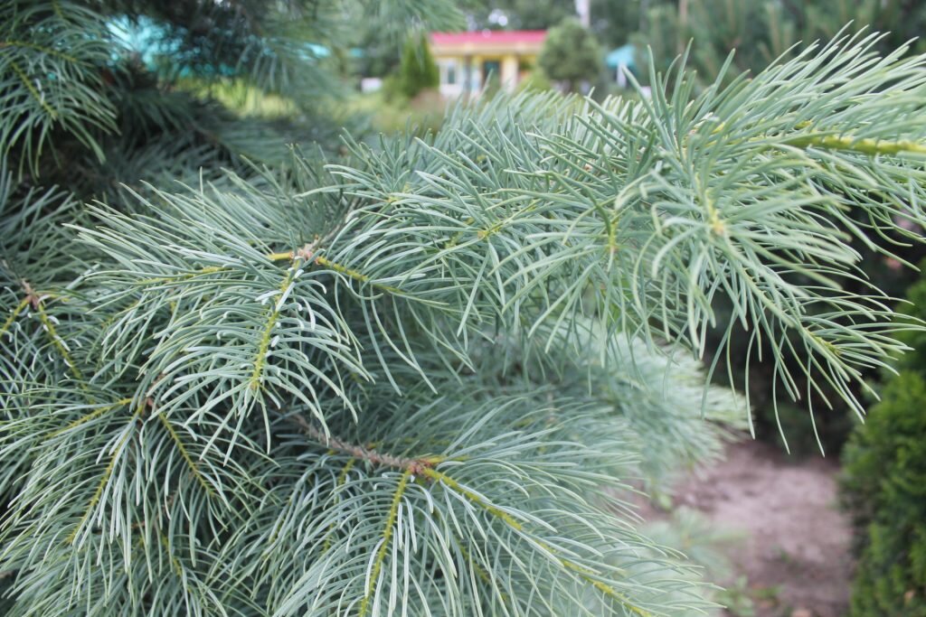 Одноцветная пихта (Abies concolor)