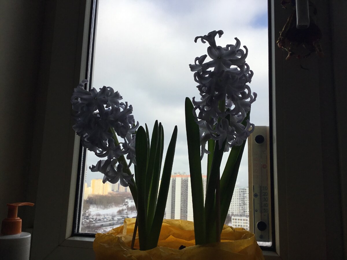 Когда за окном снег и хмурая погода, цветущие первоцветы радуют душу и приближают весну!