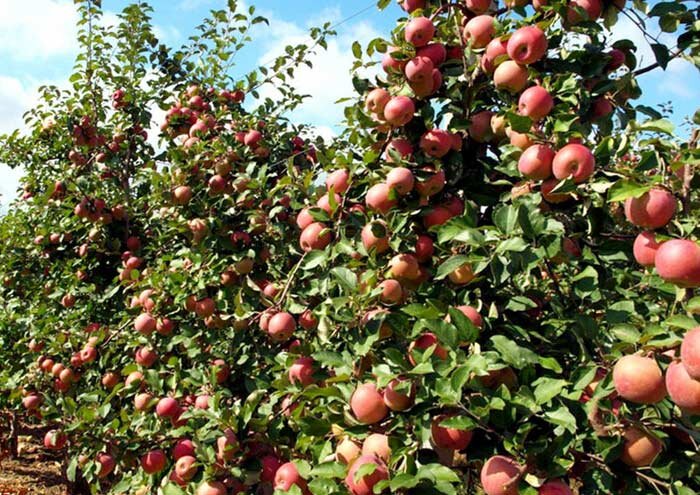 Насаждение карликовой яблони.