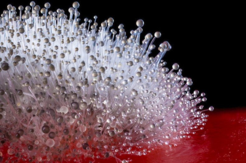 Пенициллин 