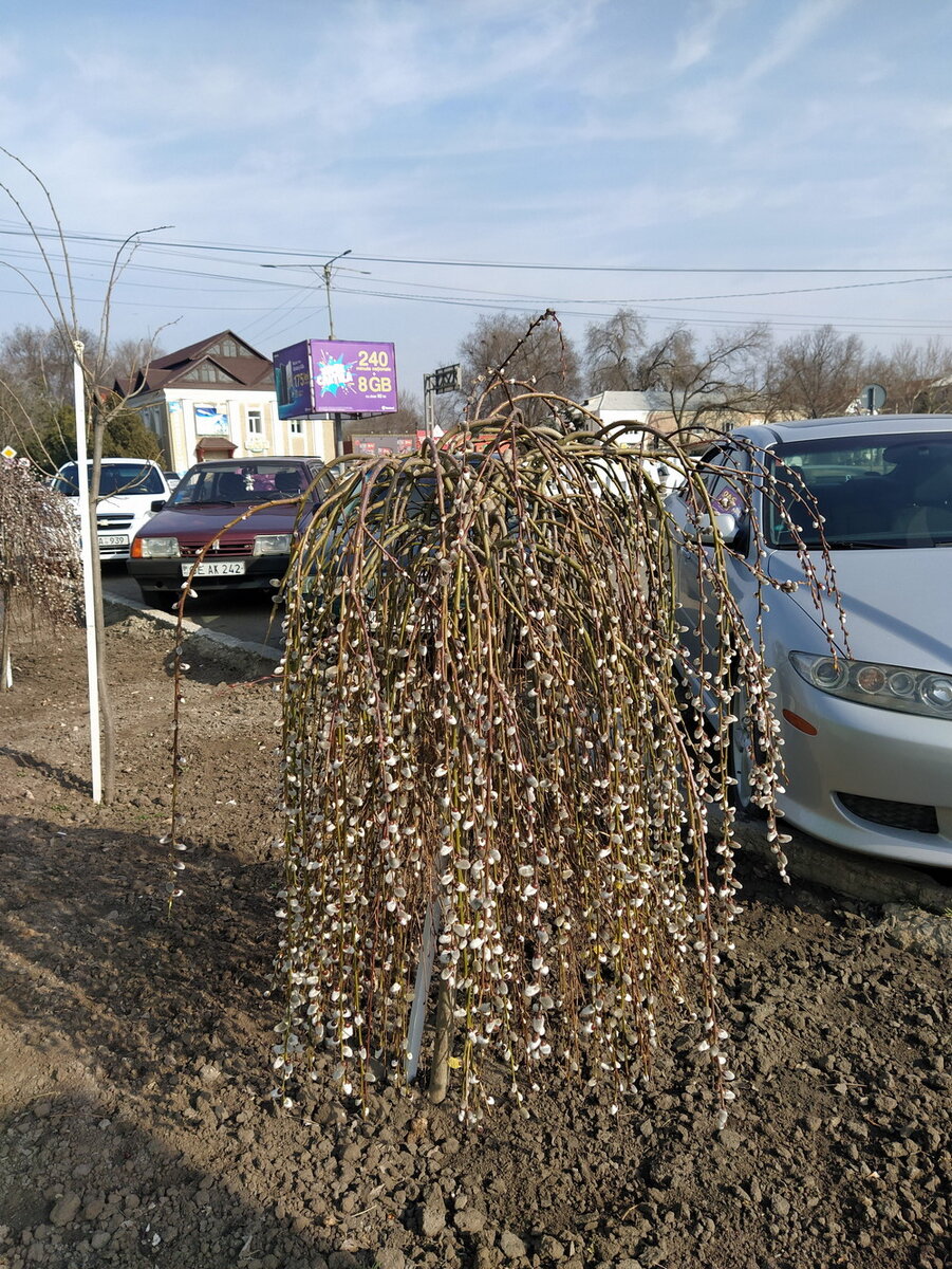 В Молдове введено чрезвычайное положение из-за коронавируса, взгляд изнутри  | Моя усадьба | Дзен