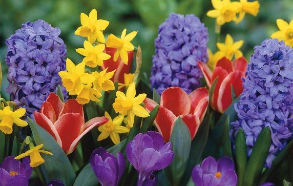 Как сажать луковичные растения на зиму?
 Обязательным  условием для осенней посадки всех луковичных цветов в саду является  правильно подобранный период, сообразно местным климатическим условиям.  Проблема в том, что слишком рано посаженное луковичное растение может  успеть прорасти теплой осенью, а слишком поздно, не успеет прижиться и  за зиму пропадет. В этих целях, лучше ориентироваться на погодные  условия, а не на инструкцию к посадочному материалу и высаживать  луковицы в период, когда по ночам уже наблюдается довольно сильное  похолодание (но не заморозки).