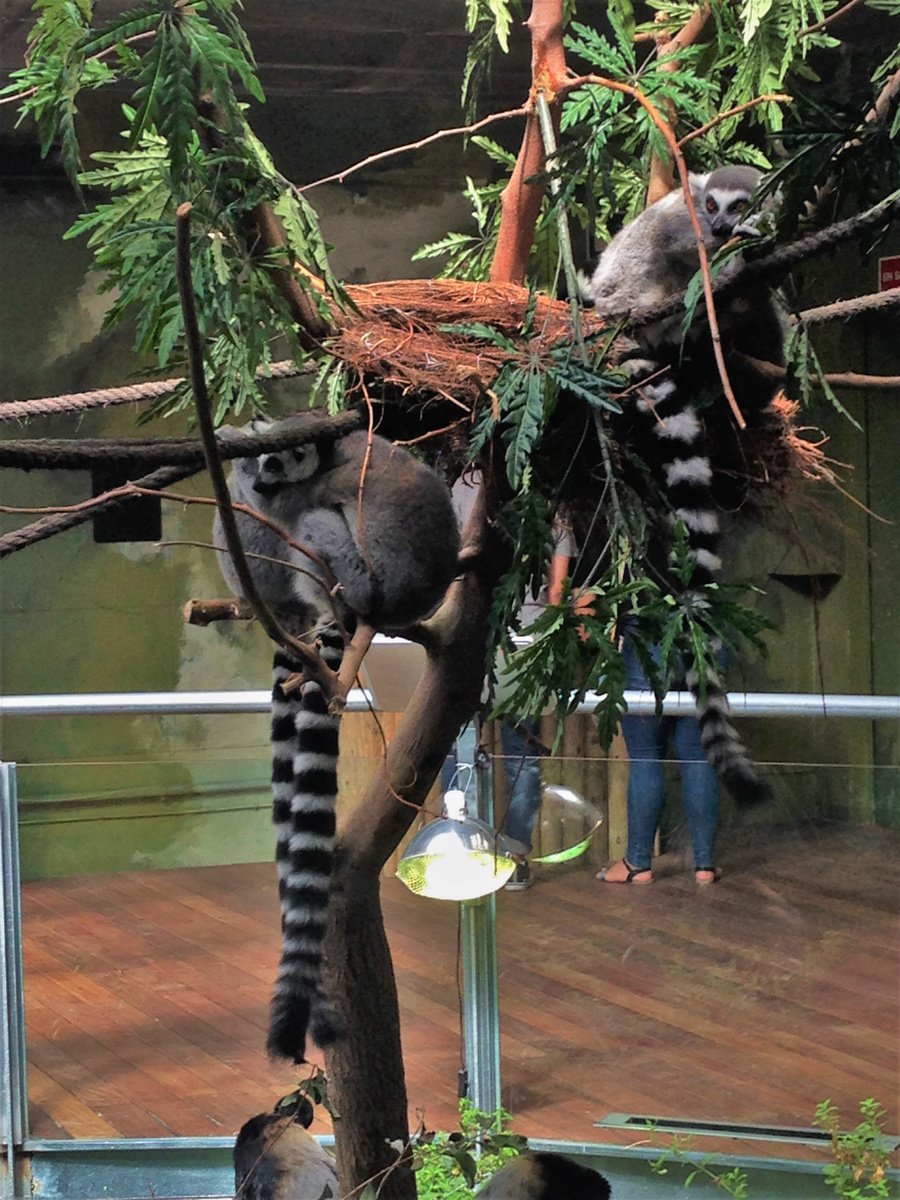 BioDomo - зоологическое пространство в Парке Наук Гранады (Андалусия)