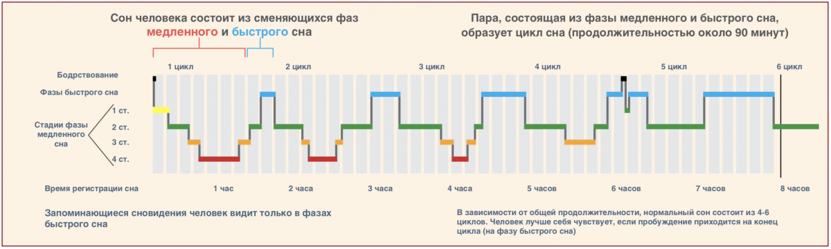 Упражнения для нижнего пресса. Жим штанги на наклонной скамье техника. Пуловер упражнение. Стадии и циклы сна. Фазы и стадии сна.