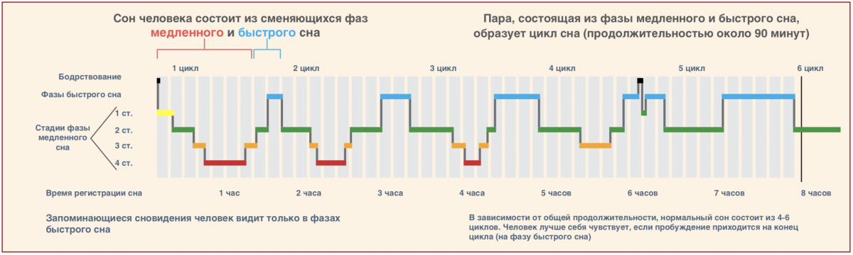 Фазы сна человека график. Фазы сна человека диаграмма. Фазы быстрого сна график. Фазы быстрого и медленного сна таблица. Период пробуждения