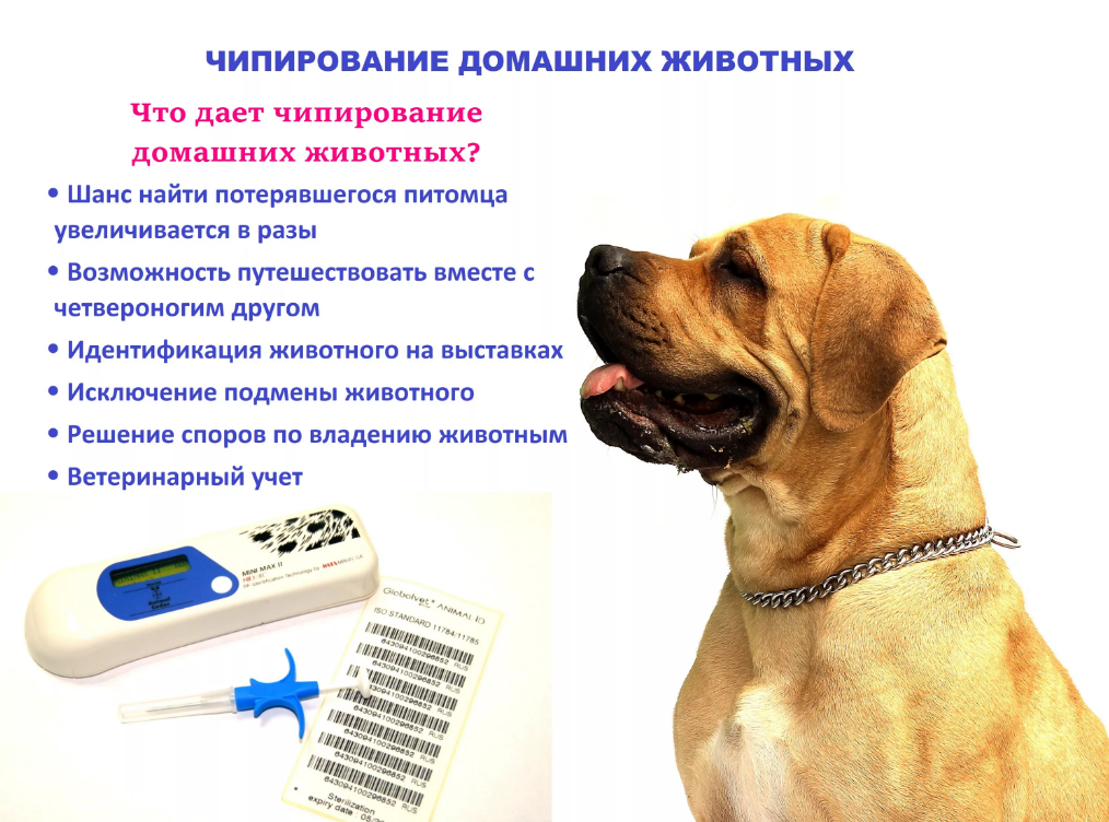 реклама чипирования. ПОКА животных.