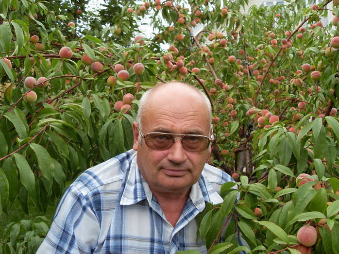 Agriculture siberian. Персик Хасанский. Сорт персика Хасанский ранний. Персик в Сибири. Сады Сибири персик.