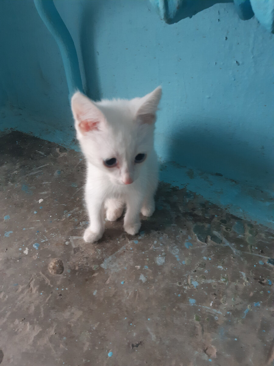 Белое чудо с голубыми глазами. Фото автора.