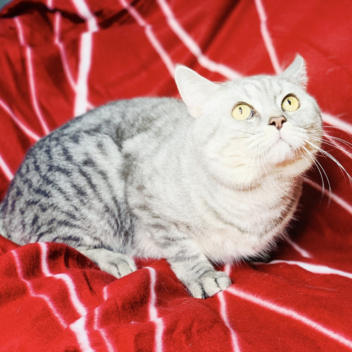 Забрать Сему 49-87-66