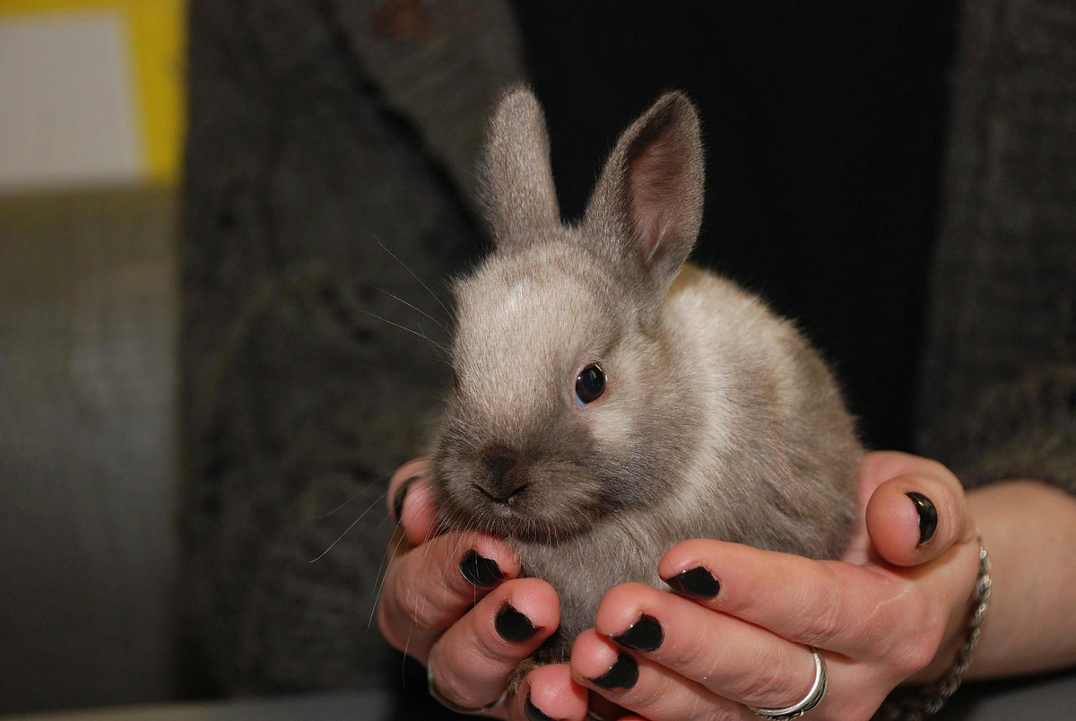 Порода маленьких кроликов. Нидерландский карликовый кролик. Кролик Пигмей. Карликовый вислоухий кролик. Карликовые крольчата.