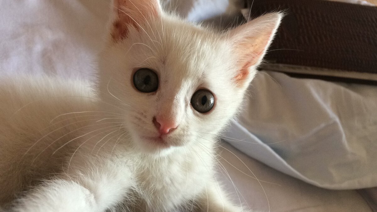 Вот такой котёнок появился у нас. Фото автора