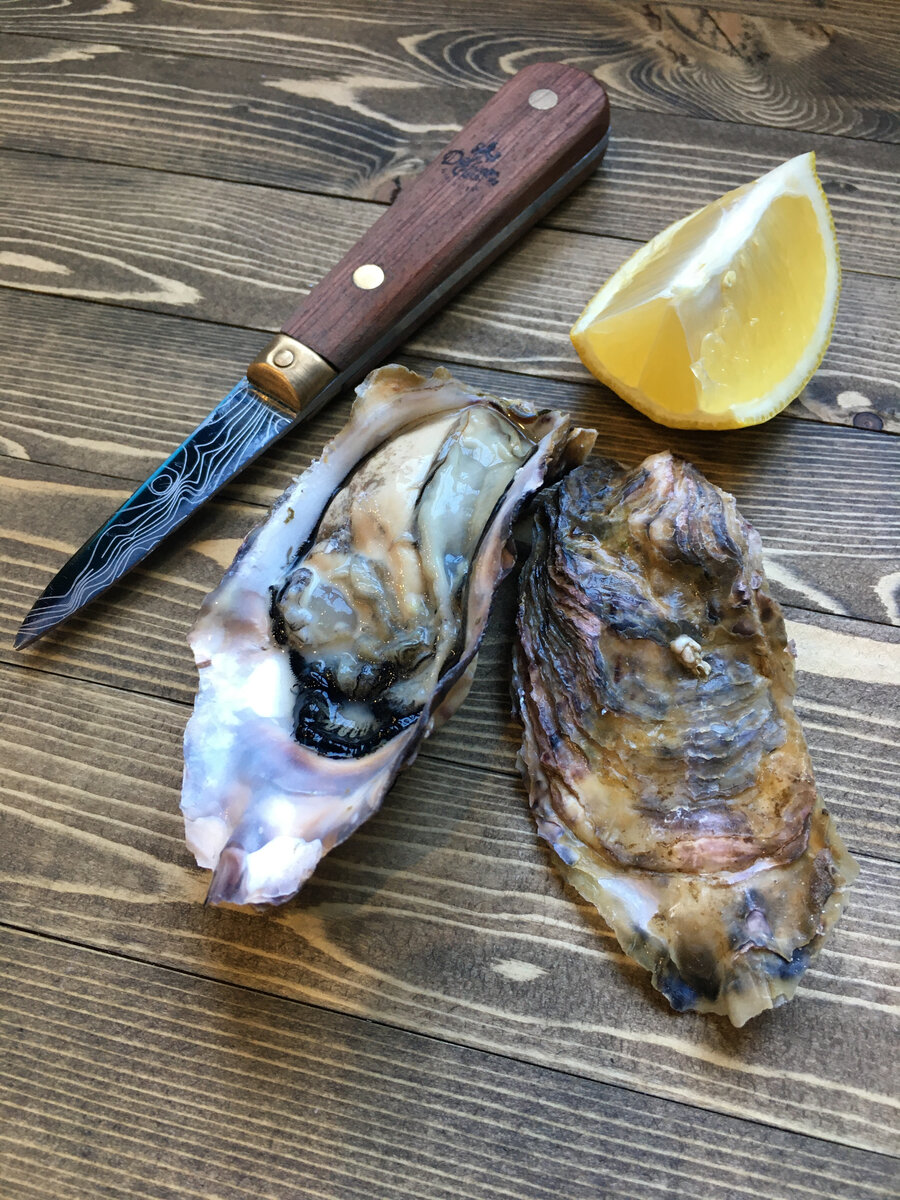 Японская устрица Сакура