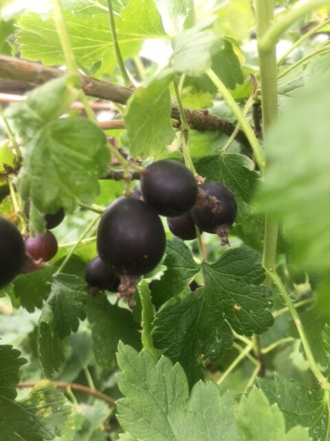 Йошта vs крыжовник: почему я выбрала Йошту