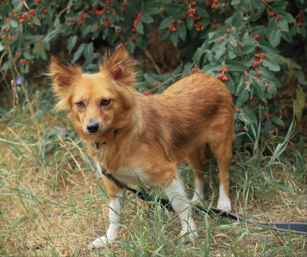 Фото: приют "Полянка"