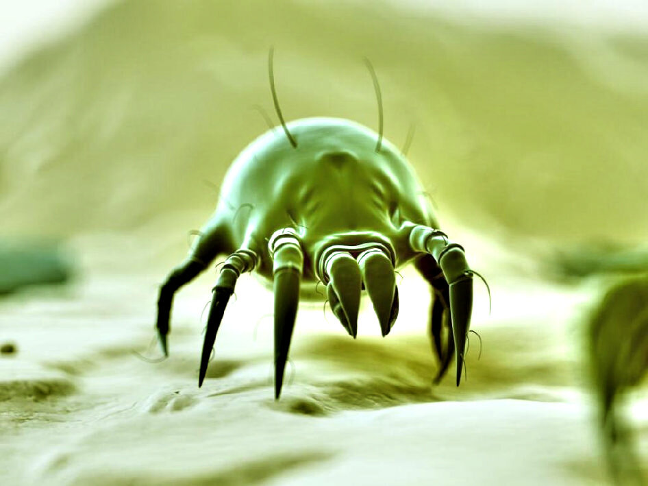 Пылевой клещ