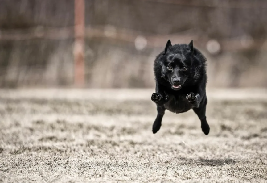 Летит делать тебе кусь, человек неблагодарный. 