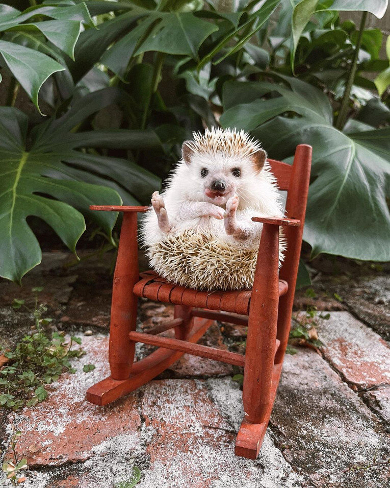 Фото: @lionelthehog