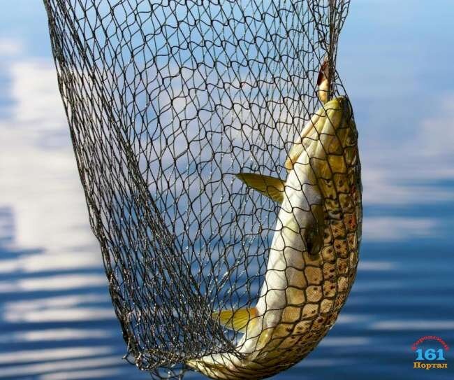 Первоначально рыболовные сети (фиссы, сеты, кизели) были в основном в виде шкур животных и просто сплетались из обрывков дранки и растительных волокон. С течением времени, особенно в Средние века, с развитием ткацких станков и получением новых тканей, в последние века до нашей эры, сети постепенно начали изготовляться из целого полотна, из органических волокон и шерсти. В Португалии в 1460 году, например, уже можно было свободно видеть "сетчатые" лодки на фиссах. В конце XV века были известны многочисленные виды этих сетей, но особенно хорошими они оказались для ловли рыбы. Они быстро дошли до нас в виде фисс. У североамериканских индейцев существовали сетчатые, а также тканые сети, но нередко случались наводнения, и сети не всегда работали. Поэтому в начале XVI века испанцы завезли огромные "сетчатокрылые" сети из плетеных канатов из конопли, которые, несмотря на все попытки испанских рыбаков обмануть природу, наиболее часто использовались для ловли сельди, трески, лосося и наваги. В производстве этих сетей также впервые применялся хлопчатобумажный канат. Оригинальные рыболовные сетки из старых сетей

В Средние века тканые рыболовные сеты были не менее популярны, чем сетчатые. По распространенности рыболовные фиссы между двумя странами практически не имели конкуренции (за исключением Франции и Испании). Сетчатые фисы приобрели повсеместное распространение только в XVII веке.
К сетчатым сеткам относились обычные окунячие и лососьие сети. Сетчатая оболочка делалась из крученых шнуров из конского волоса, лозы или тростника. Сетку разрывали на оплечья, а образовавшееся пространство скрепляли вместе на оплетке. Для большей прочности на шею и лицо натягивались капюшоны.
Первая крупная рыбацкая сеть

Эти специальные сети были малого размера и располагались в тщательно продуманных местах и системах, так что каждую сеть можно было найти с первого взгляда. Для тех мест, в которых сеть не могла быть найдена с первого раза, вблизи берега были расставлены один или два наважих сторожка.