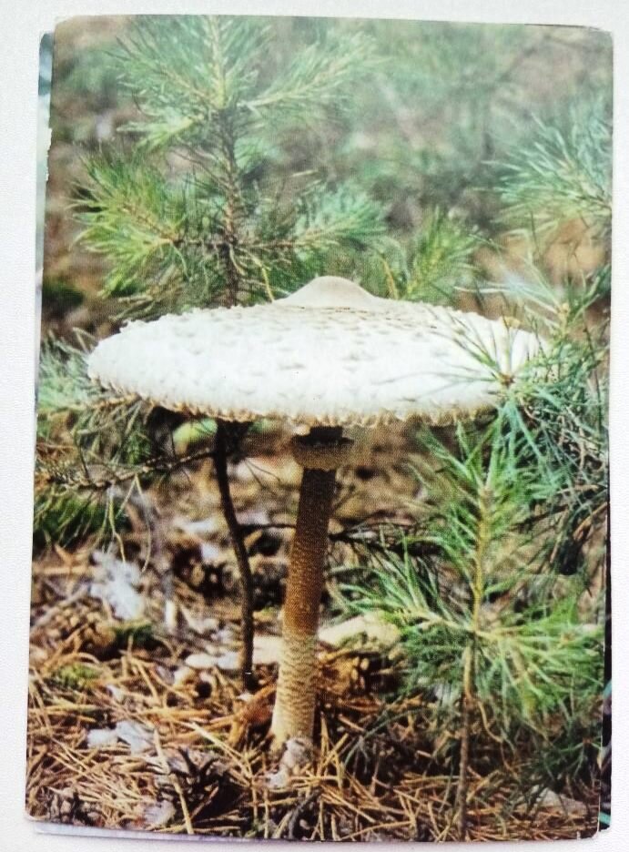 Открытка с изображением грибов - "Гриб-зонтик пёстрый, высокий". 