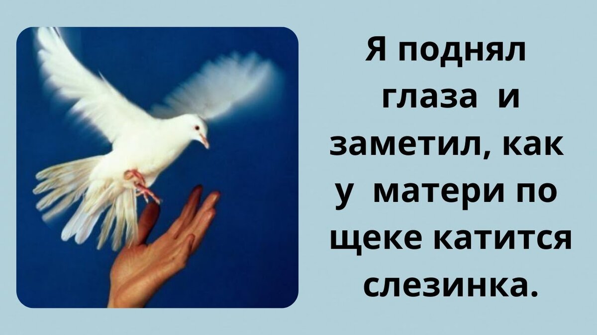 После смерти Души людей превращаются в птиц. А чья душа жила в том белом  голубе?... | Знай обо Всем | Дзен