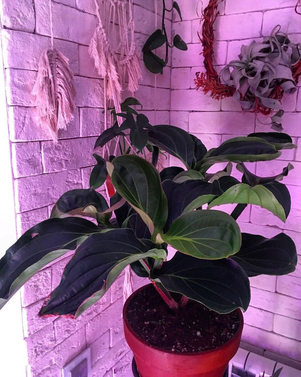 Источник фото- https://www.instagram.com/p/CGcryUQnoh0/