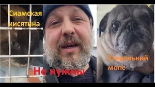 Спасение животных/ Сиамская кисятина/ Гости и ненужный мопс