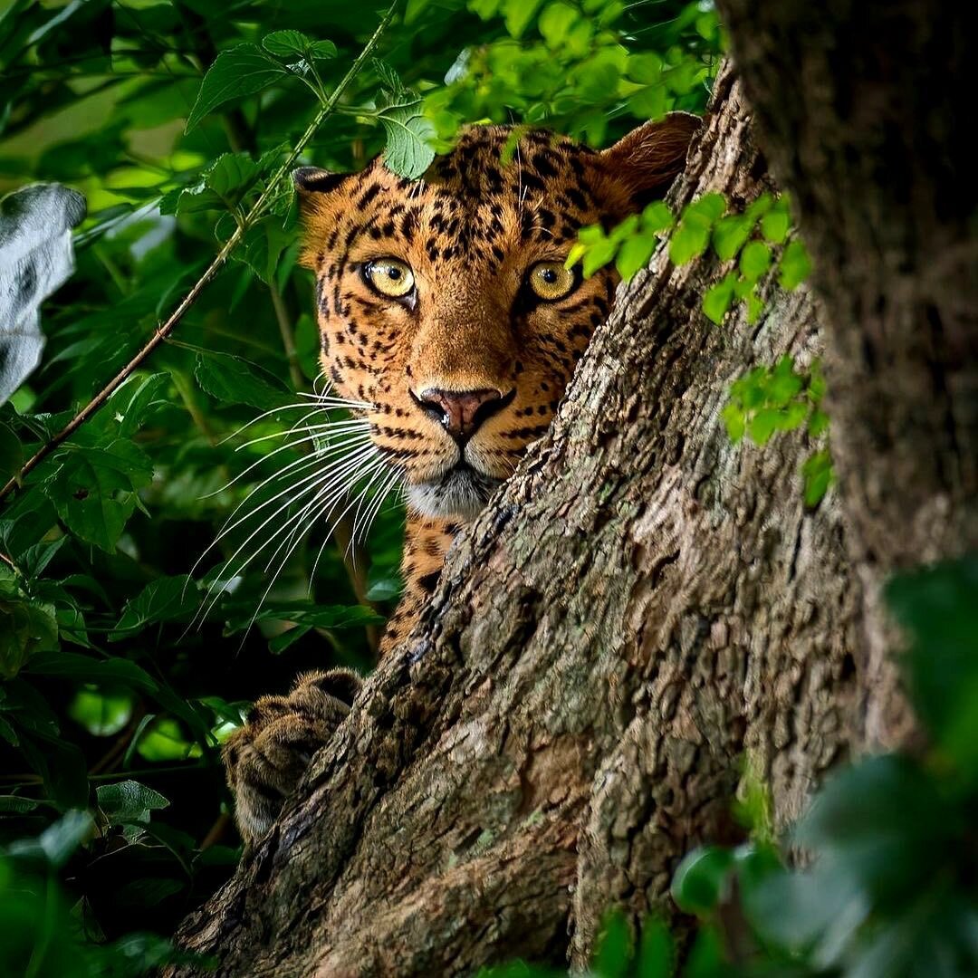 Индийский леопард ( Panthera pardus fusca) — подвид леопарда, который обитает на Индийском субконтиненте.