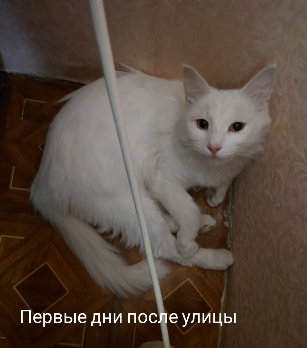 Боязнь кошек