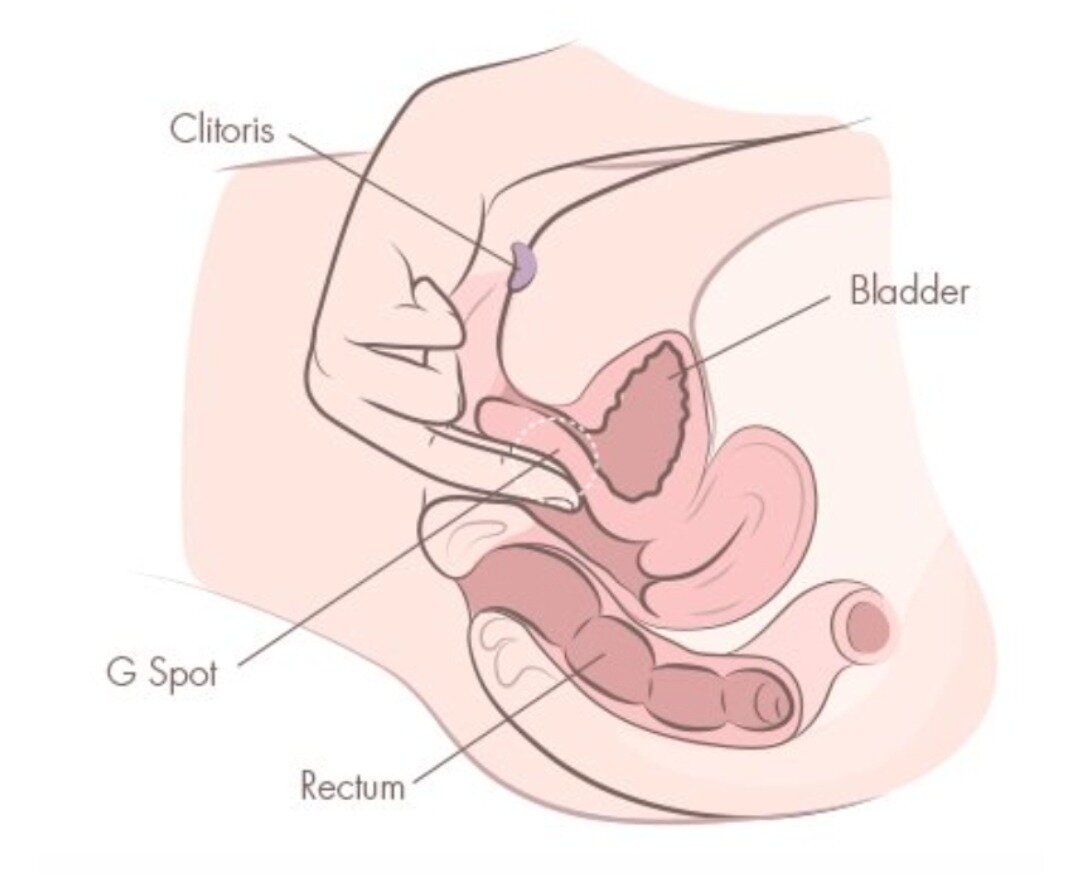 Female anal g spot