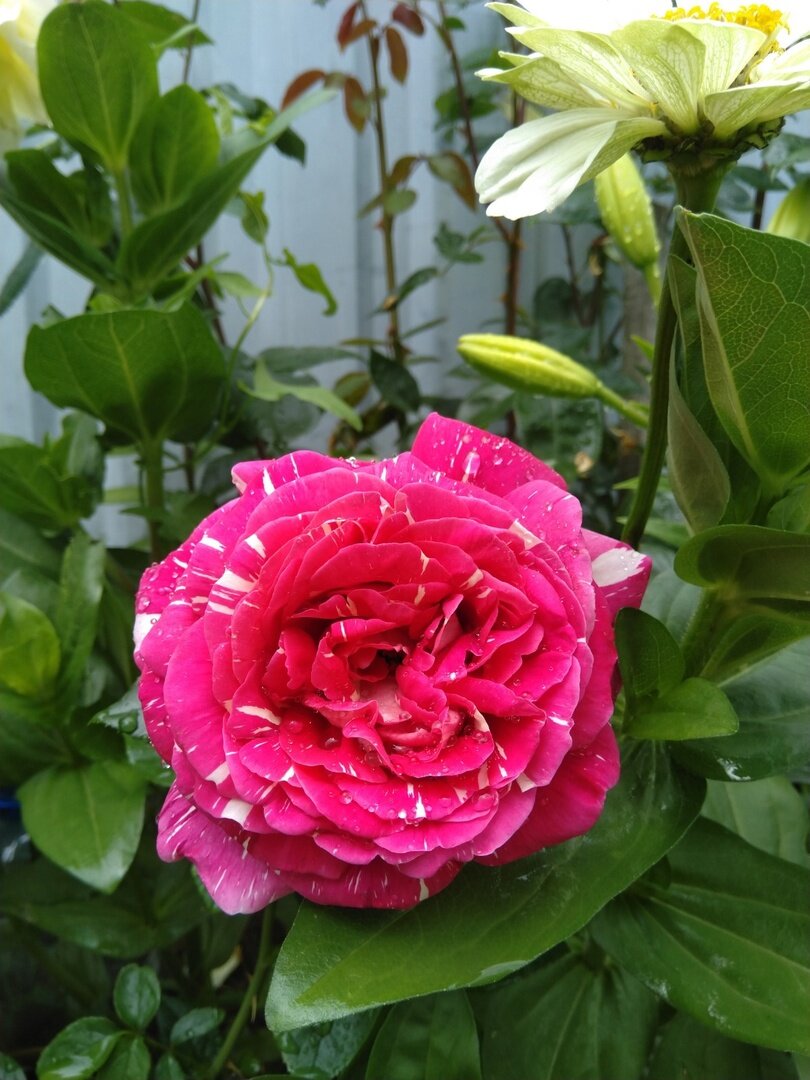 Эту красотку привезла черенком тоже из Крыма, от Елены, хозяйки гостиницы, где мы отдыхали. Таких кустиков у меня тоже два. Второй, ещё пока, стоит с закрытыми бутончиками.