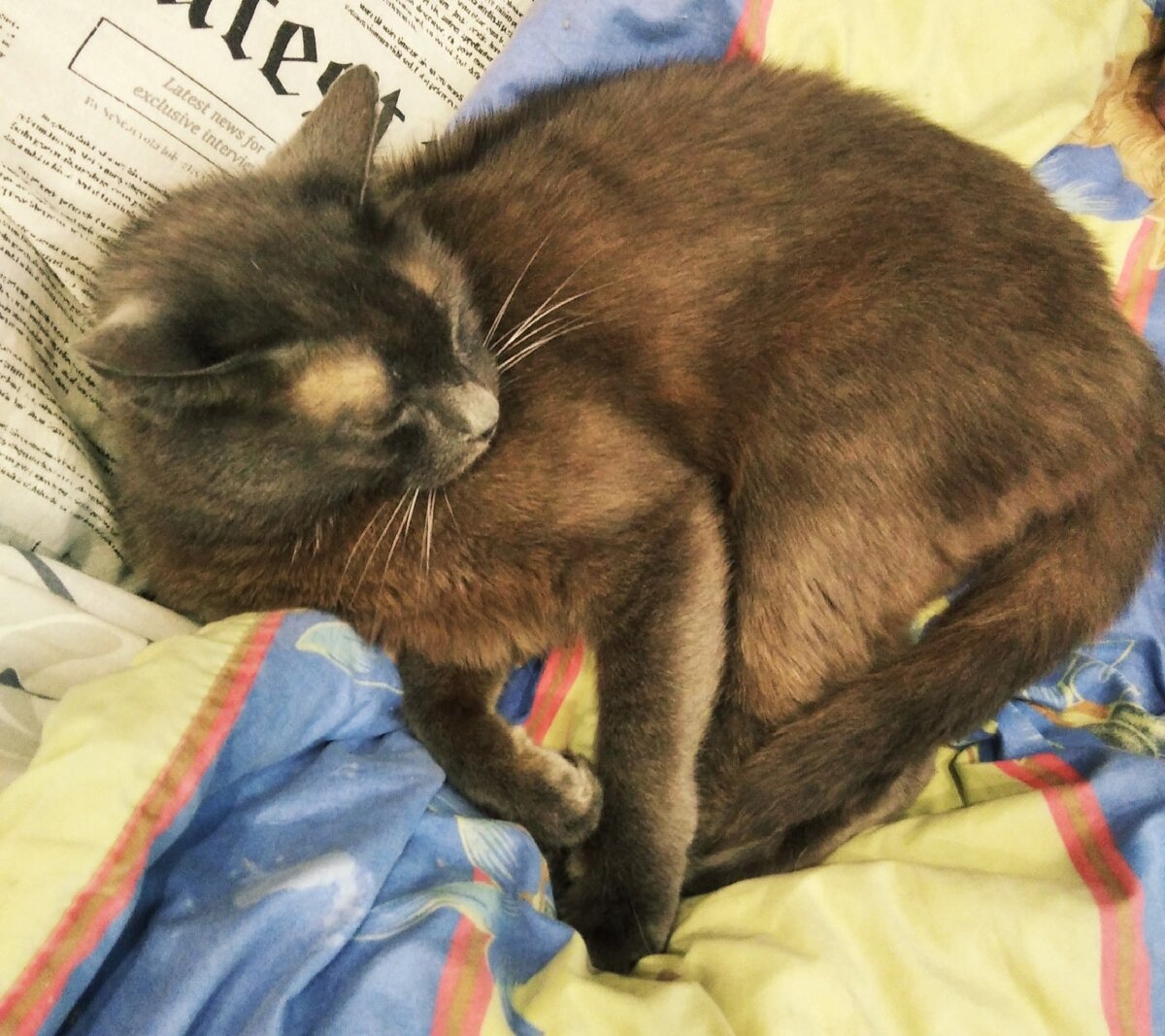 Фото уникального мурика