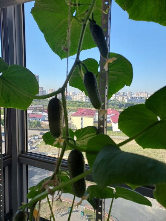 Огурцы на фоне неба.