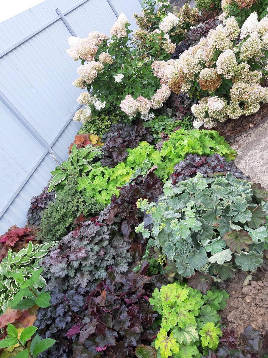 Где купить хорошие саженцы? Недорогие и качественные? | Цветущий мир | Дзен