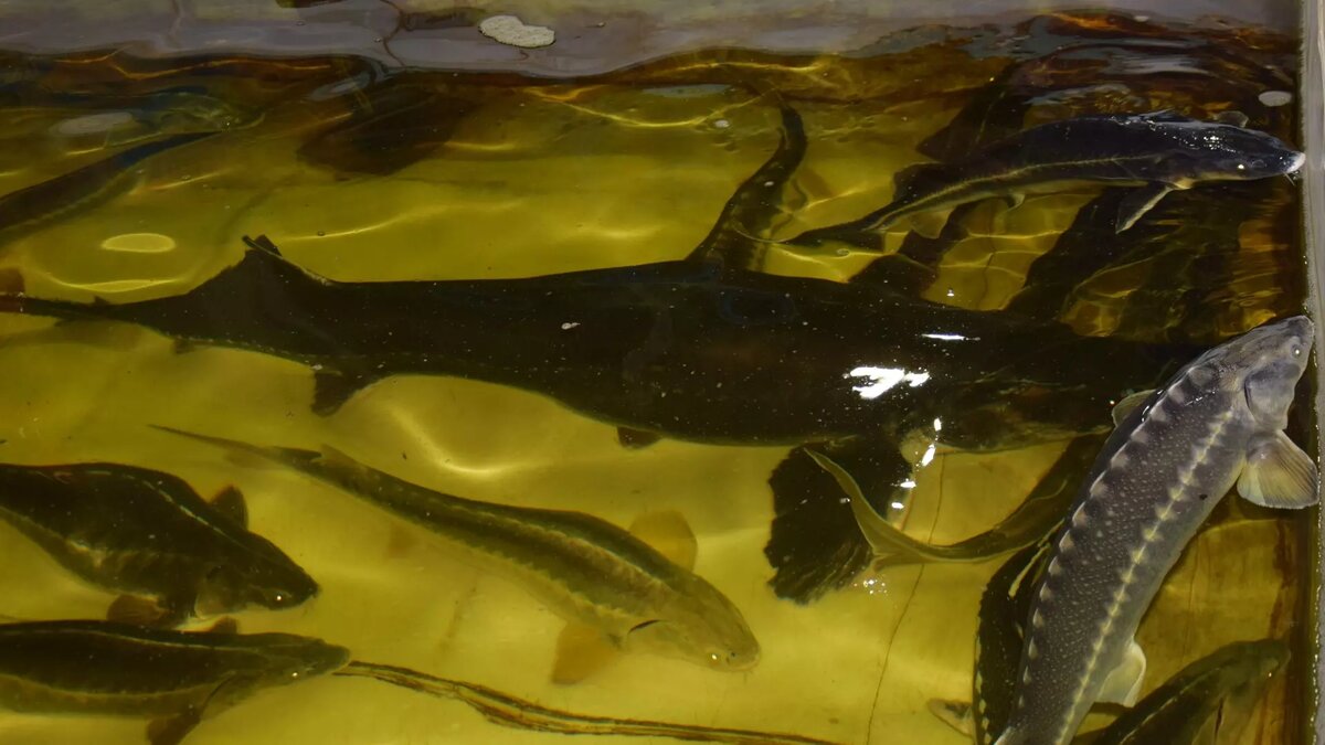     Тростник южный станет основой четырех видов корма для рыбы, которые разработаны в Волгоградской области, сообщили в аграрном университете Волгограда.