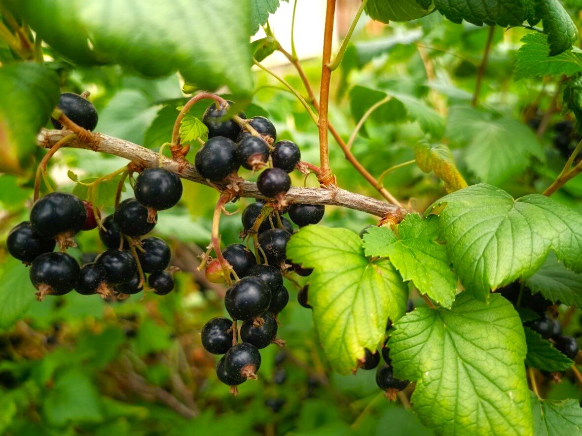 смородина черная шадриха. хороший урожай смородины. йошта куст. черная смородина синегорье. ягоды красной смородины.