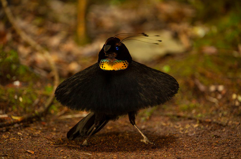 королевская райская птица вилсона. райская птица гоби. паротия кэрол птица райская. щитоносная райская птица виктории. щитоносная райская птица брачный танец.