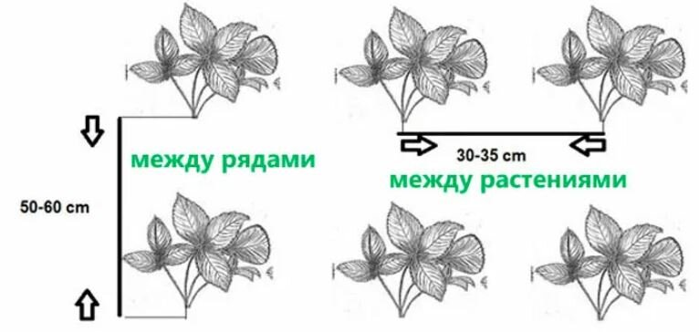 Как садить клубнику схема посадки