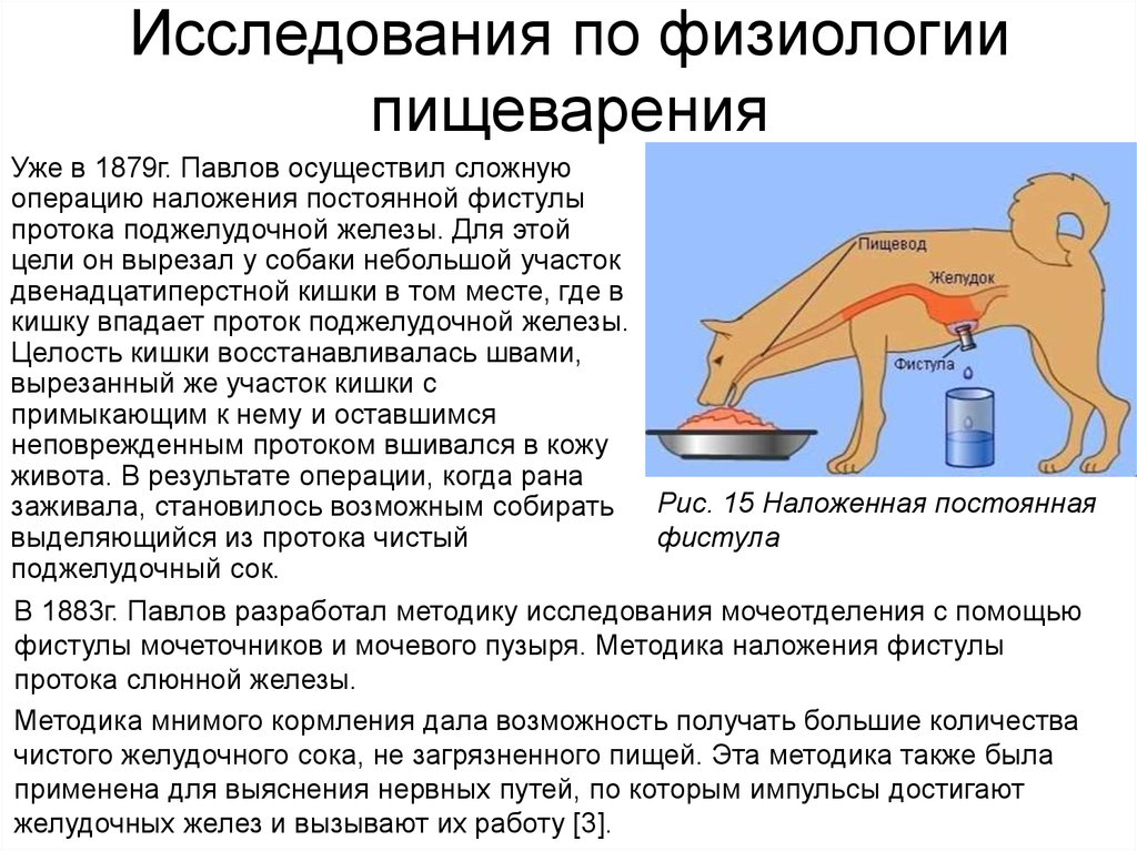 Хронический эксперимент. Методики изучения функций пищеварительного тракта физиология. Исследование по физиологии пищеварения