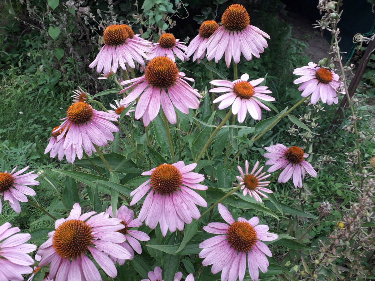 White Petals Purple эхинацея