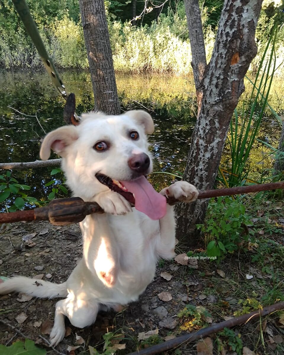 Танцующий Алтай