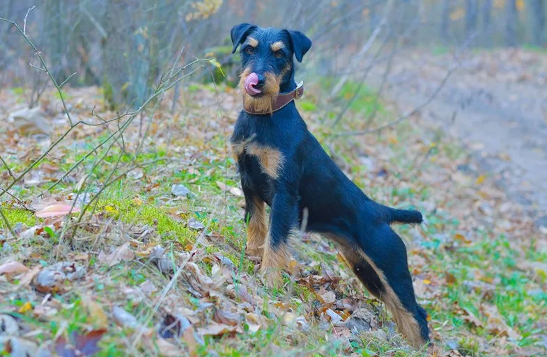 Как выглядит собака як терьер Pin by Dany Last One on Dogs Terrier breeds, Dog breeds, Dog breeder