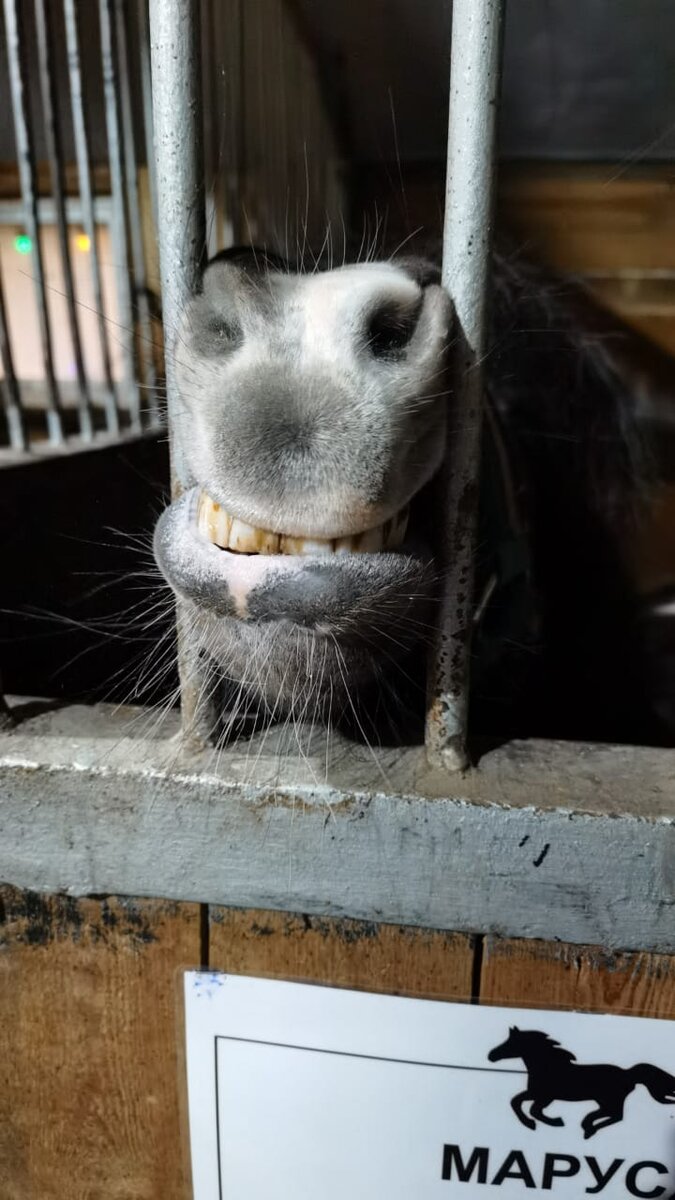 Эту фотографию просто для прикола поставила. Так выглядит пони в деннике)))