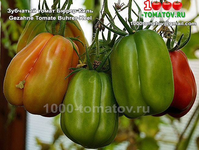 Томат Зубчатый томат Бюрер-Киль Gezahne Tomate Buhrer-Keel фото 15