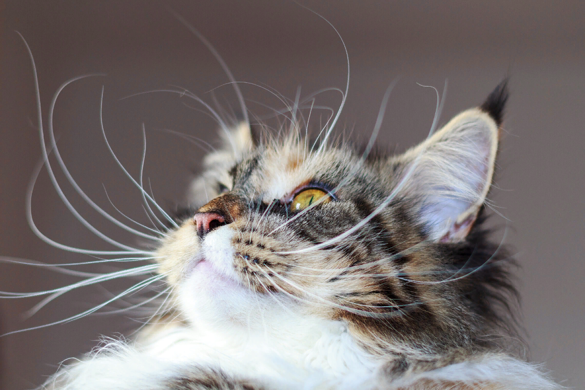 вибриссы у кошек. длинные усы у кота. усы кошки. кошачий ус. длинные усы у кошки.